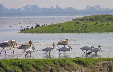 Wadhvana Wetland